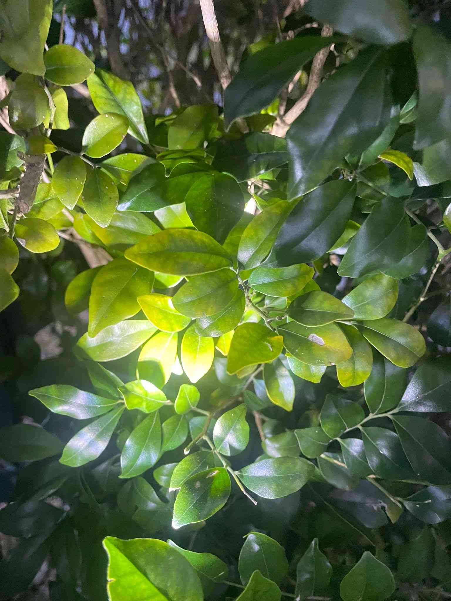 Murraya Leaf Deficiency